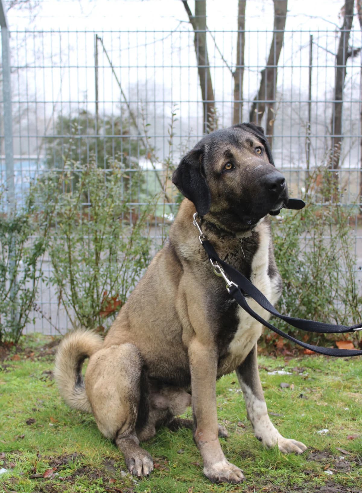 Ates, male mixed breed for adoption at Tierheim Braunschweig, Braunschweig photo 2
