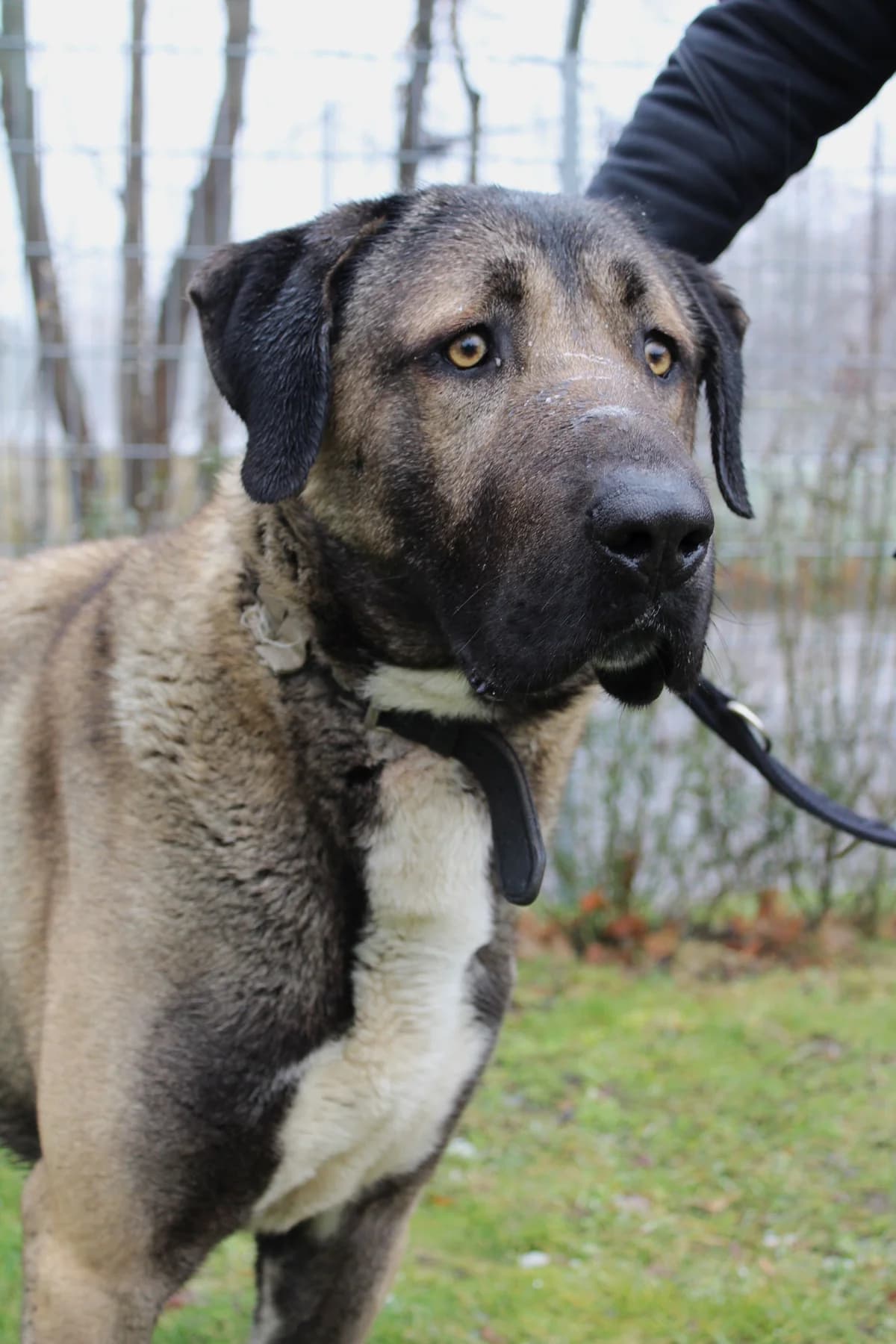 Ates, male mixed breed for adoption at Tierheim Braunschweig, Braunschweig photo 3