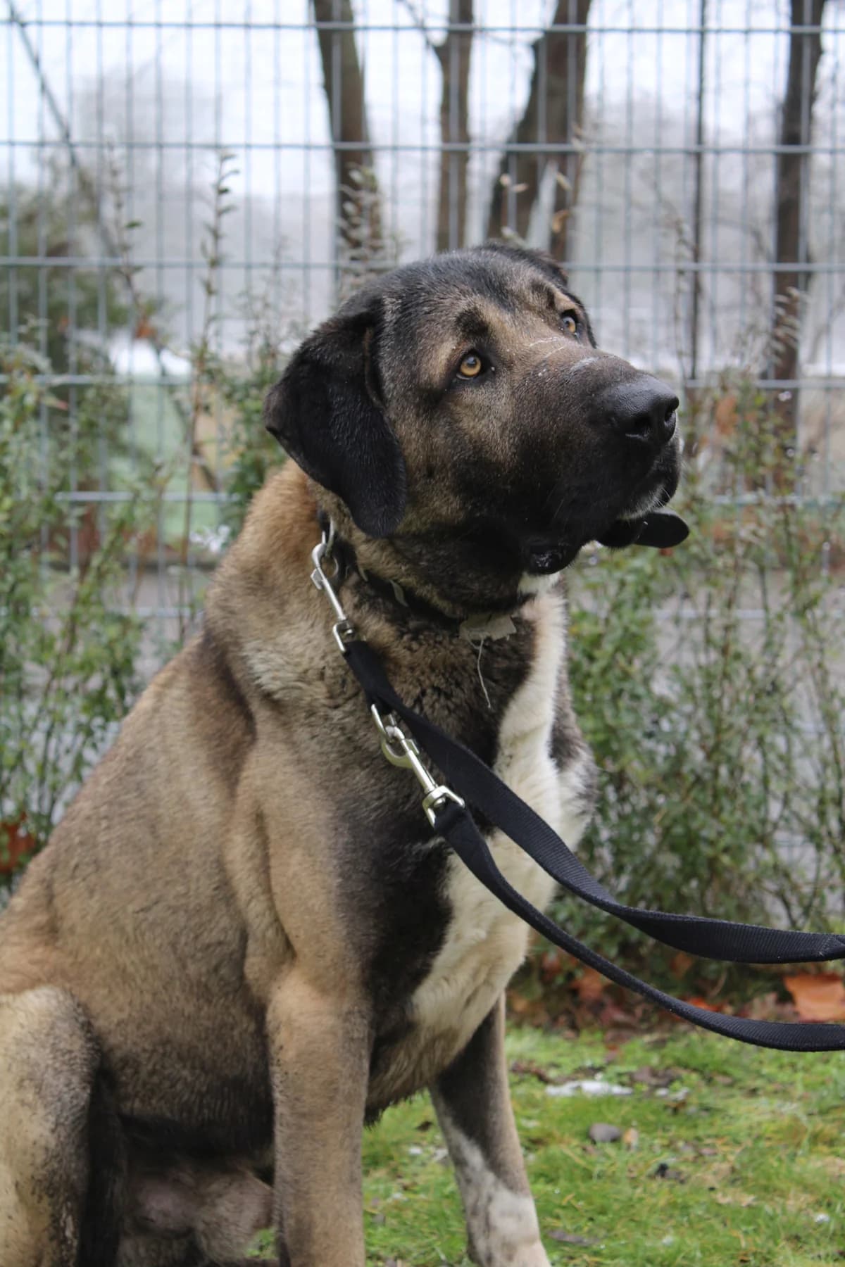 Ates, male mixed breed for adoption at Tierheim Braunschweig, Braunschweig photo 4