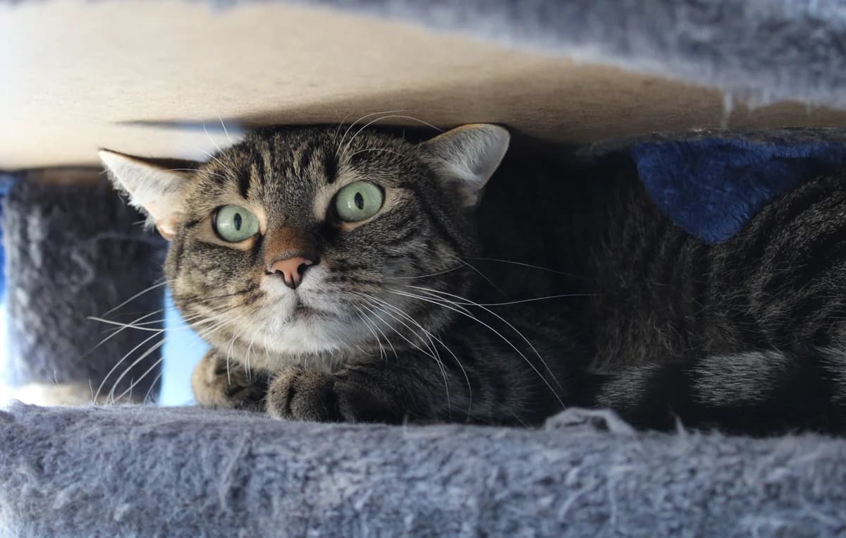 Mascha, female mixed breed for adoption at Braunschweig