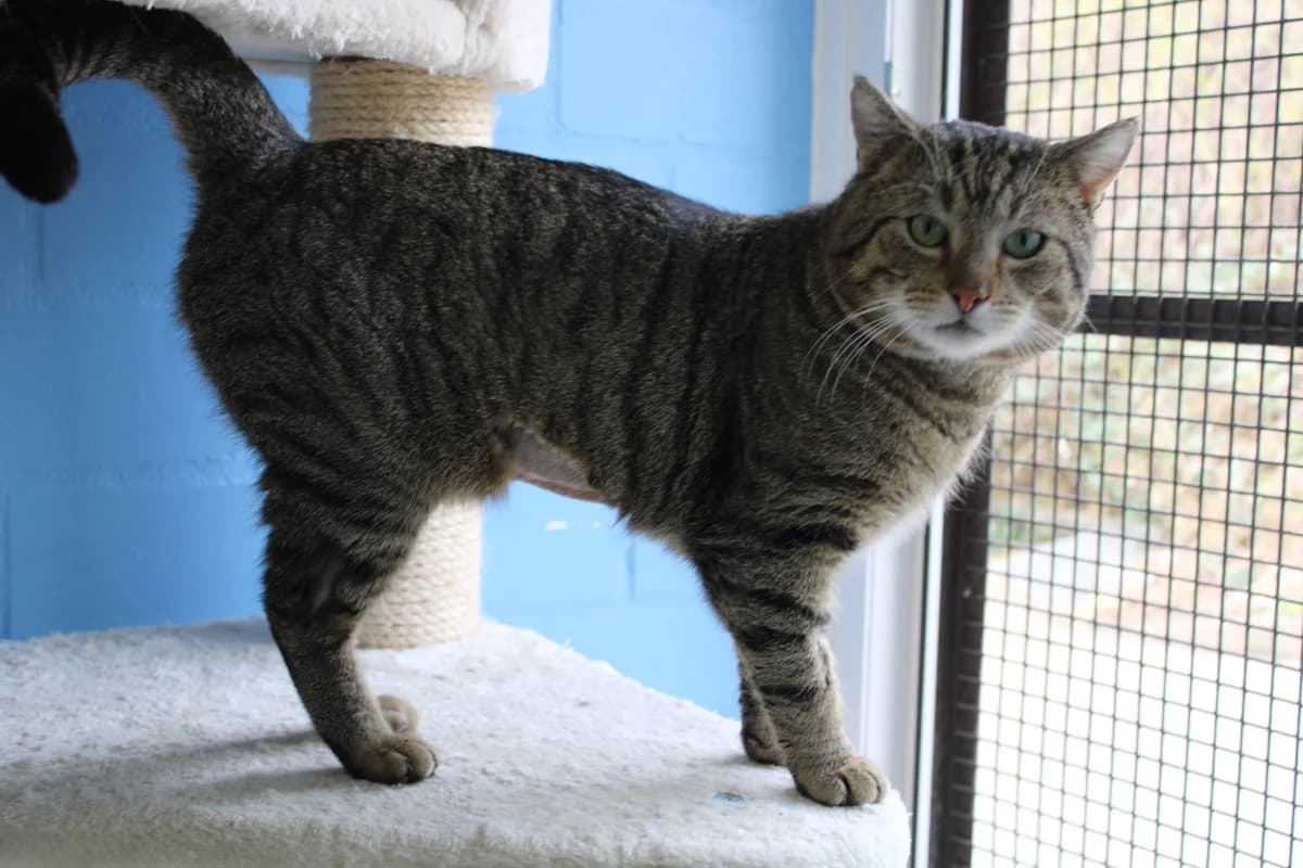 Kosmo, male mixed breed for adoption at Braunschweig