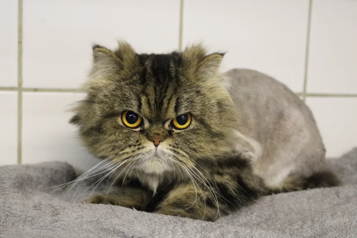 Ava, female Persian for adoption at Braunschweig