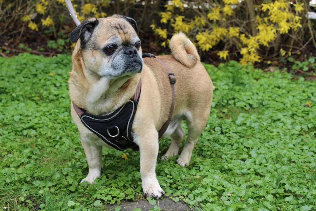 Barney, male Pug for adoption at Braunschweig