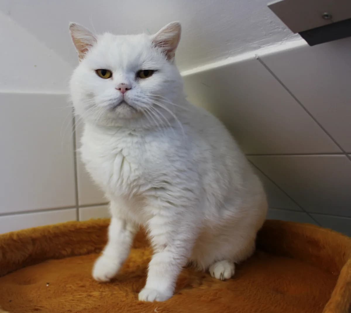 Olaf, male British Shorthair for adoption at Braunschweig