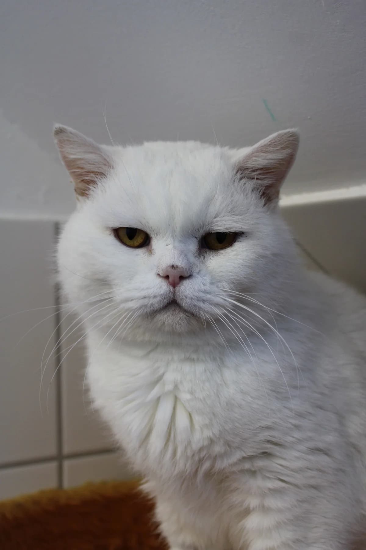 Olaf, male British Shorthair for adoption at Tierheim Braunschweig, Braunschweig photo 2