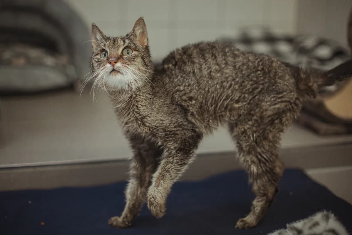 Lilly, female mixed breed for adoption at Braunschweig