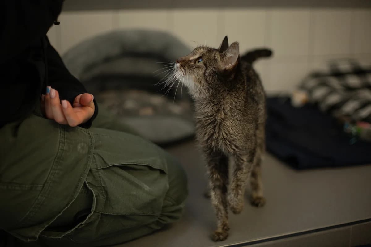 Lilly, female mixed breed for adoption at Tierheim Braunschweig, Braunschweig photo 2