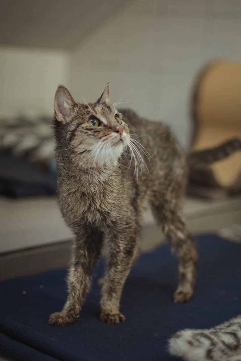 Lilly, female mixed breed for adoption at Tierheim Braunschweig, Braunschweig photo 3