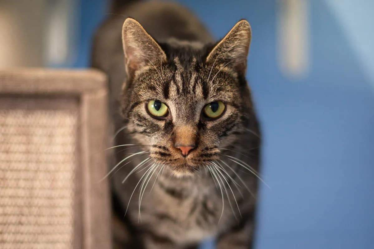 Mylo, male mixed breed for adoption at Braunschweig