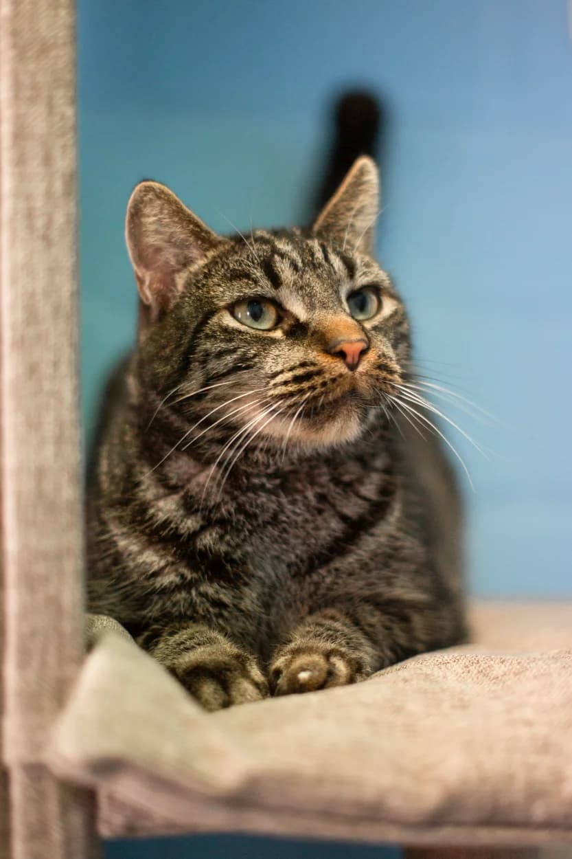 Mylo, male mixed breed for adoption at Tierheim Braunschweig, Braunschweig photo 2