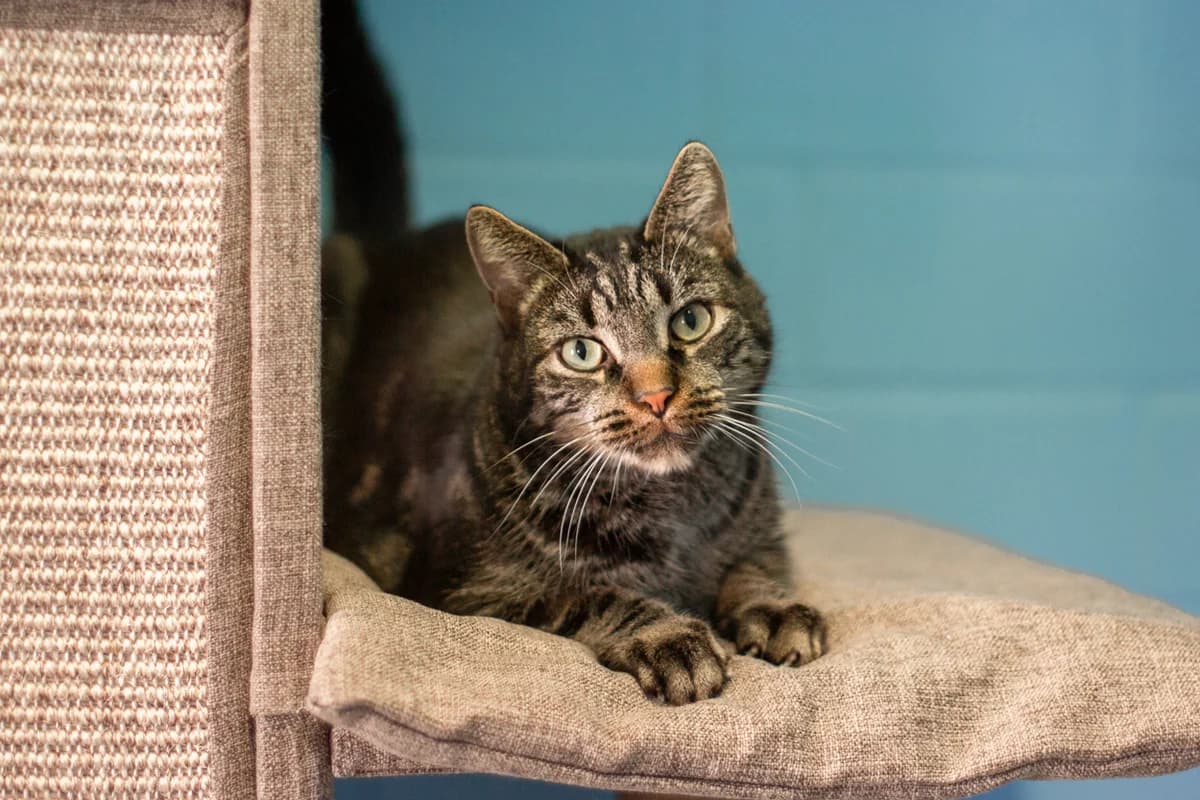 Mylo, male mixed breed for adoption at Tierheim Braunschweig, Braunschweig photo 3