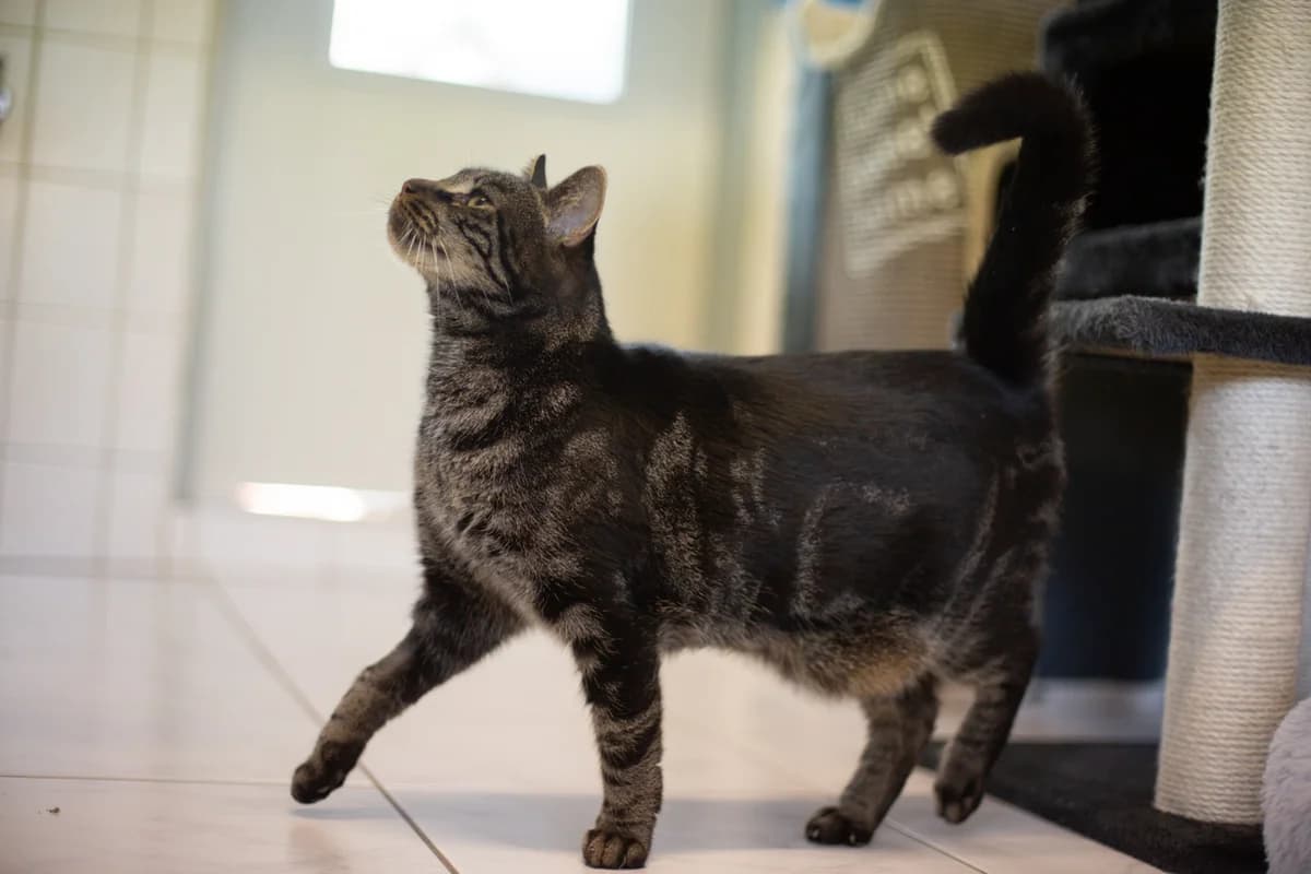 Mylo, male mixed breed for adoption at Tierheim Braunschweig, Braunschweig photo 4