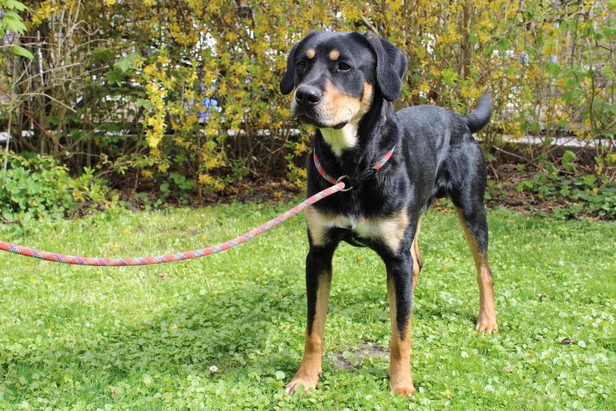 Bali,  Labrador Retriever for adoption at Tierheim Braunschweig, Braunschweig photo 2