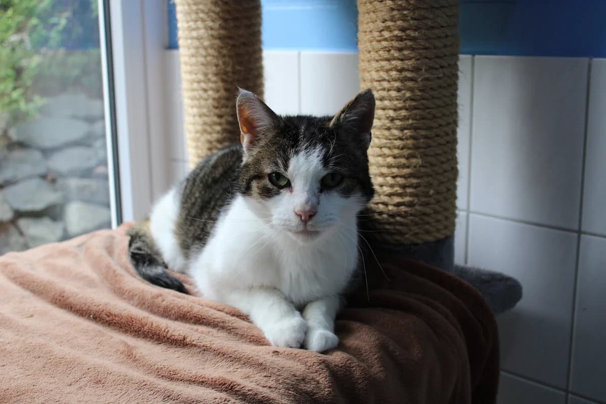 Matti, male senior mixed breed for adoption at Tierheim Braunschweig, Braunschweig