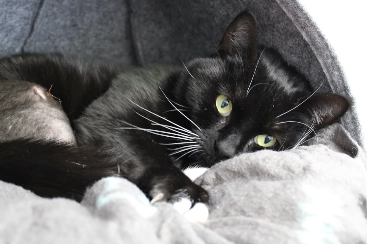 Izzy, female 5yo mixed breed for adoption at Tierheim Braunschweig, Braunschweig