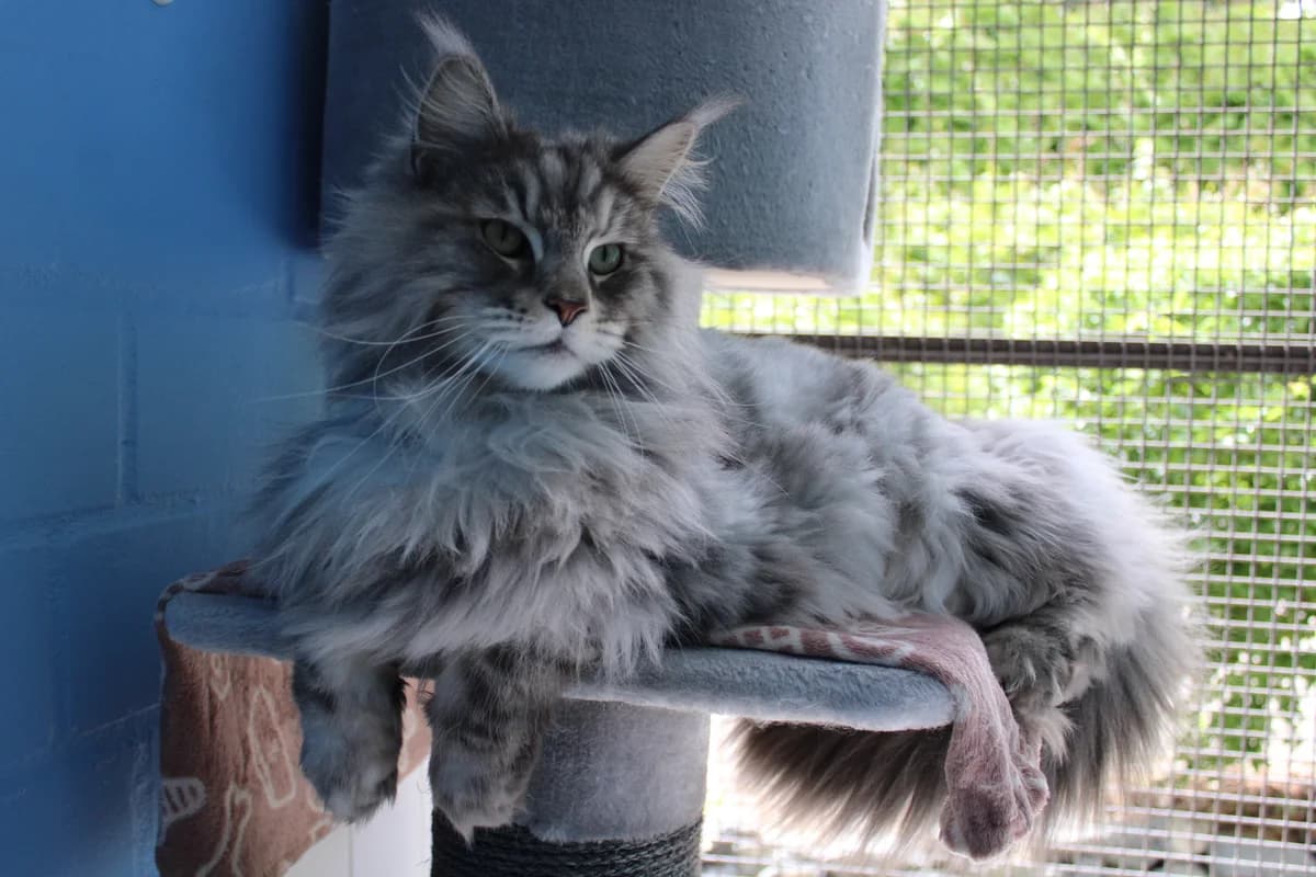 Simba, male 4yo mixed breed for adoption at Tierheim Braunschweig, Braunschweig