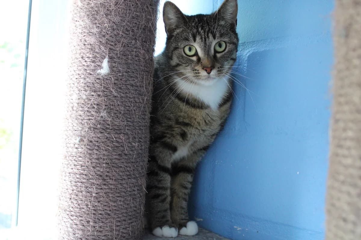 Maze, female young mixed breed for adoption at Tierheim Braunschweig, Braunschweig