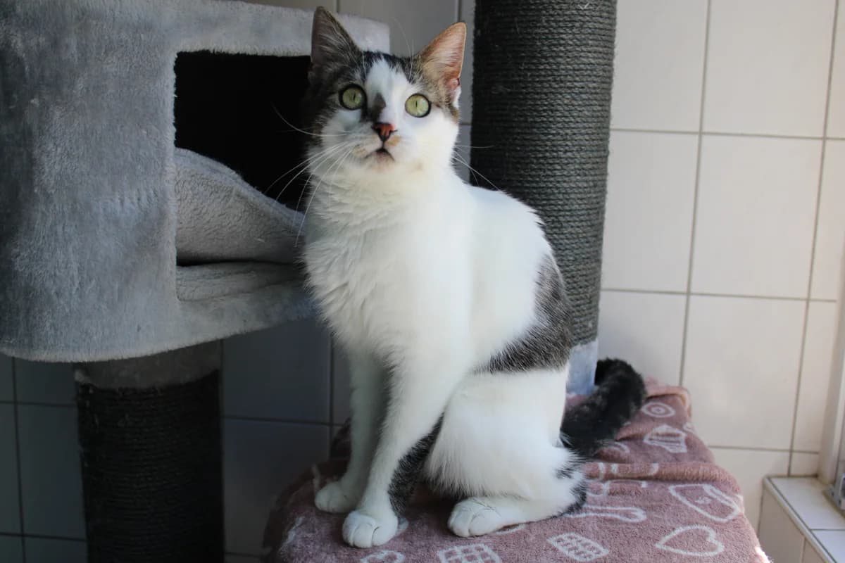Fibi, female 5yo Mixed Breed Cat for adoption at Tierheim Braunschweig, Braunschweig