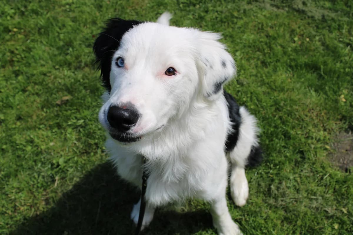 Cody, male Border Collie for adoption at Tierheim Braunschweig, Braunschweig