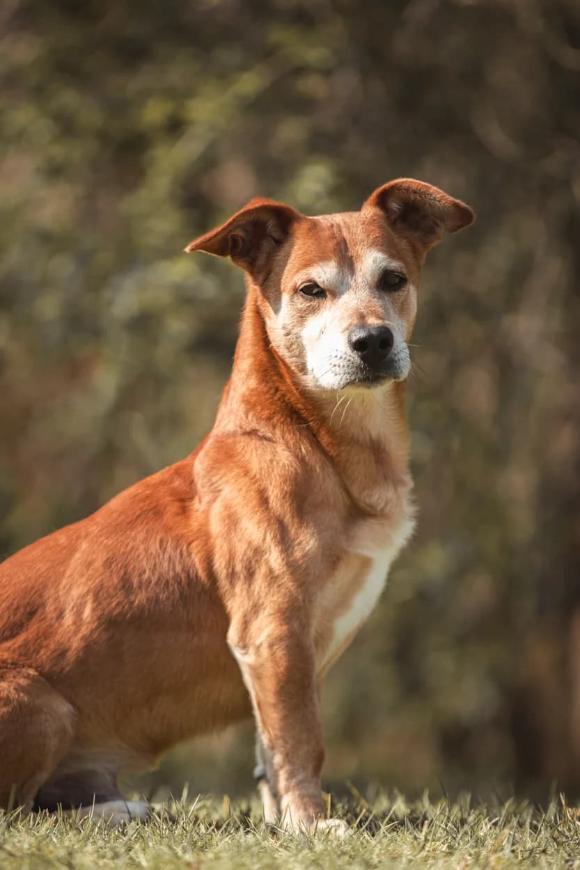 Aslan, male senior Dachshund for adoption at Tierheim Braunschweig, Braunschweig
