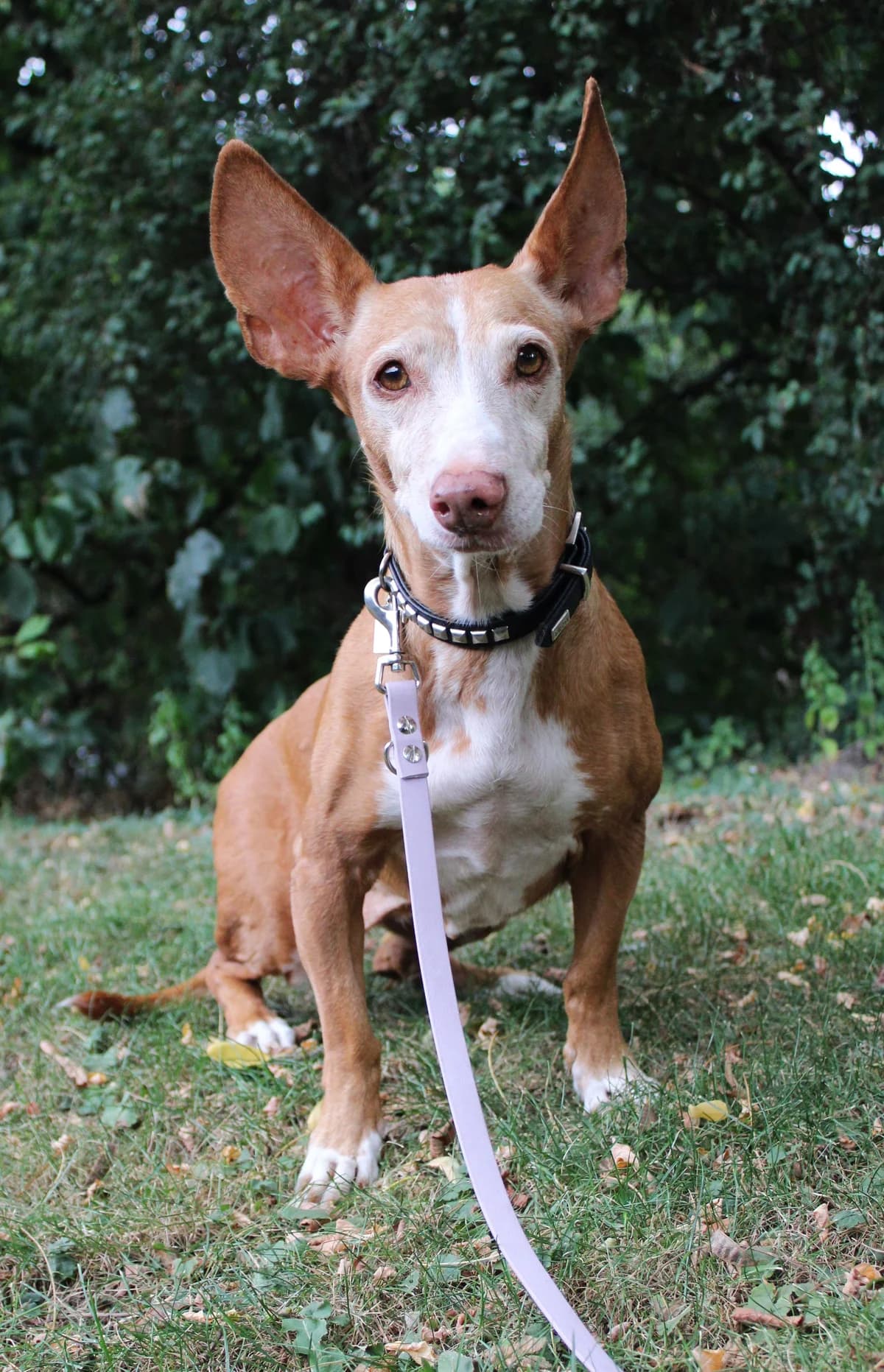 Ela, female senior Podenco for adoption at Tierheim Braunschweig, Braunschweig