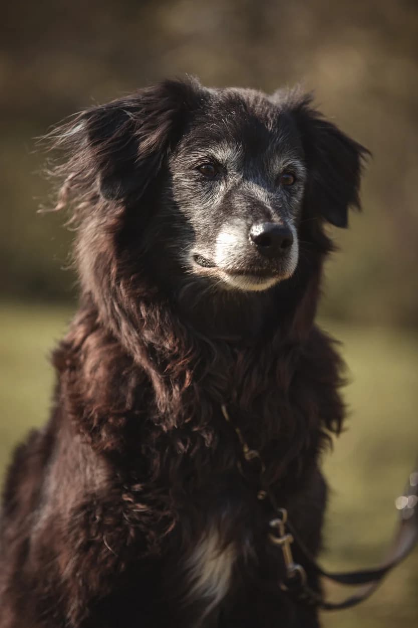 Bodo,  Mixed Breed for adoption at Arme Hunde – Gran Canaria, München