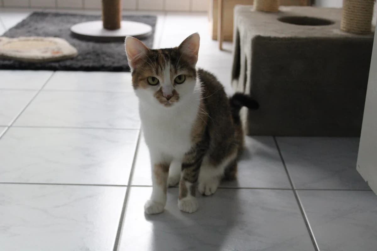 Marla, female mixed breed for adoption at Tierheim Braunschweig, Braunschweig