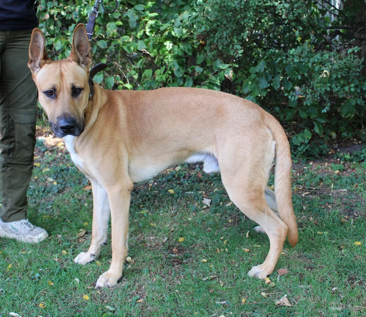 Deus, male young German Shepherd for adoption at Tierheim Braunschweig, Braunschweig