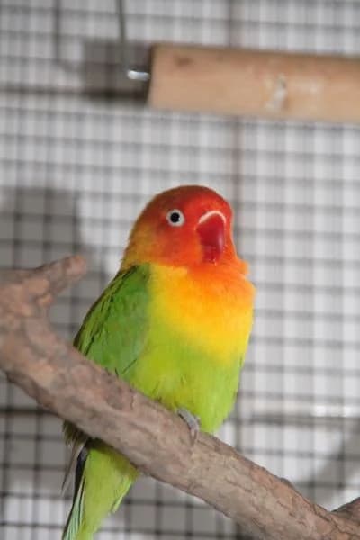 Agapornide,  mixed breed for adoption at Tierheim Braunschweig, Braunschweig