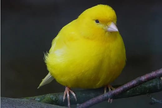 Kanarienvögel,  mixed breed for adoption at Tierheim Braunschweig, Braunschweig