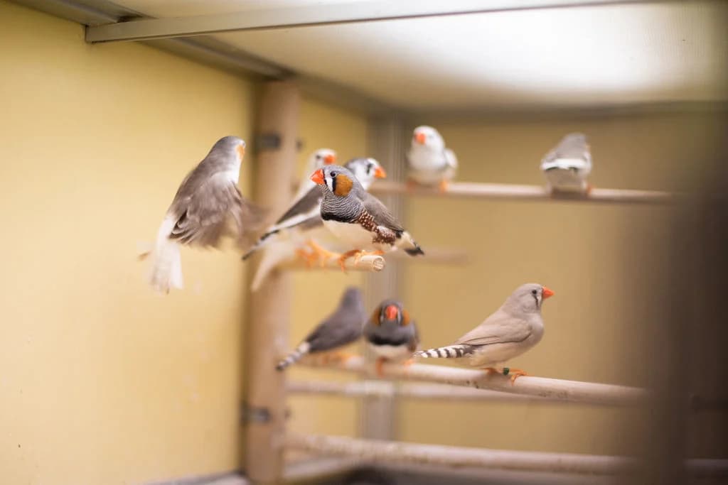 Zebrafinken,  mixed breed for adoption at Tierheim Braunschweig, Braunschweig