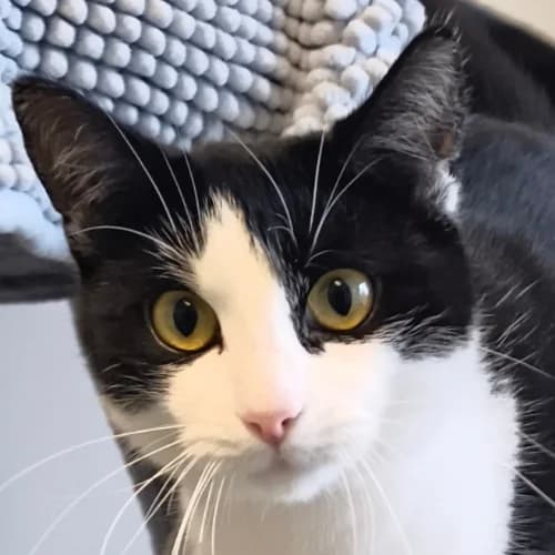 Franny, female Mixed Breed Cat for adoption at Bremer Tierschutzverein e.V., Bremen