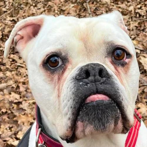 Spike, male English Bulldog for adoption at Bremer Tierschutzverein e.V., Bremen
