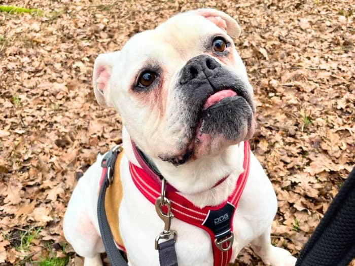Spike, male English Bulldog for adoption at Bremer Tierschutzverein e.V., Bremen — photo 7 of 8