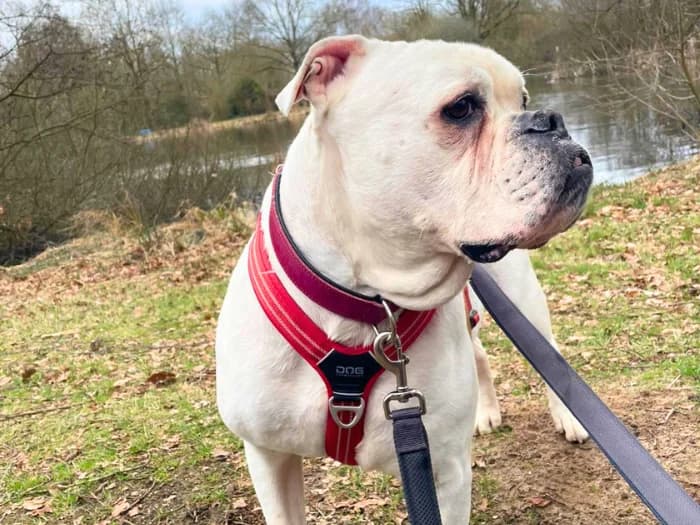 Spike, male English Bulldog for adoption at Bremer Tierschutzverein e.V., Bremen — photo 8 of 8