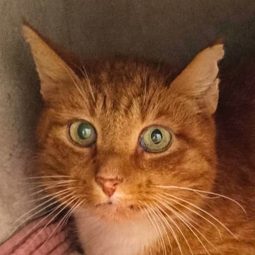 Siegfried Endpflegestelle, Mixed Breed Cat (Bremer Tierschutzverein e.V.)