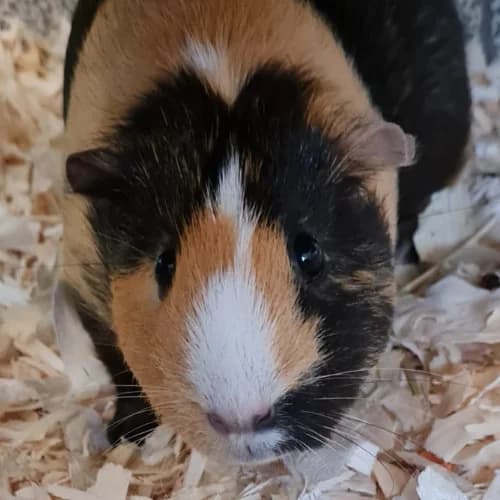 Milo, male mixed breed for adoption at Tierheim Bremen, Bremen