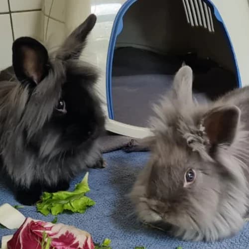 Chanel  Prada  Chloe, female mixed breed for adoption at Tierheim Bremen, Bremen