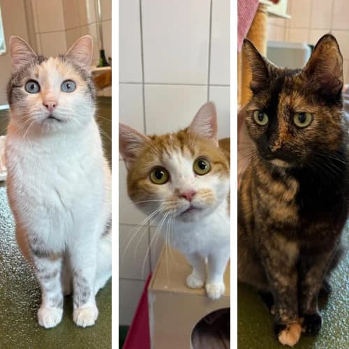 Ava  Kara  Leonora, female senior Mixed Breed Cat for adoption at Tierheim Bremen, Bremen