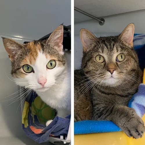 Nia und Lina, Mixed Breed Cat (Bremer Tierschutzverein e.V.)