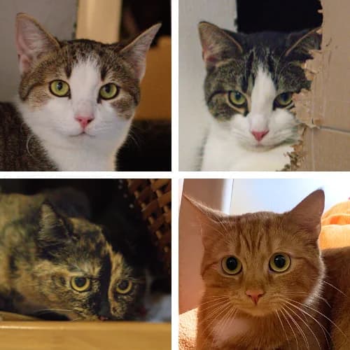 Maggie Fiete Lukas und Lisi, Mixed Breed Cat (Bremer Tierschutzverein e.V.)