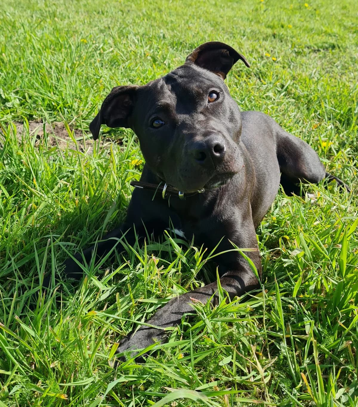 Bandit, male Mixed Breed for adoption at Tierschutzverein Bremerhaven, Bremerhaven