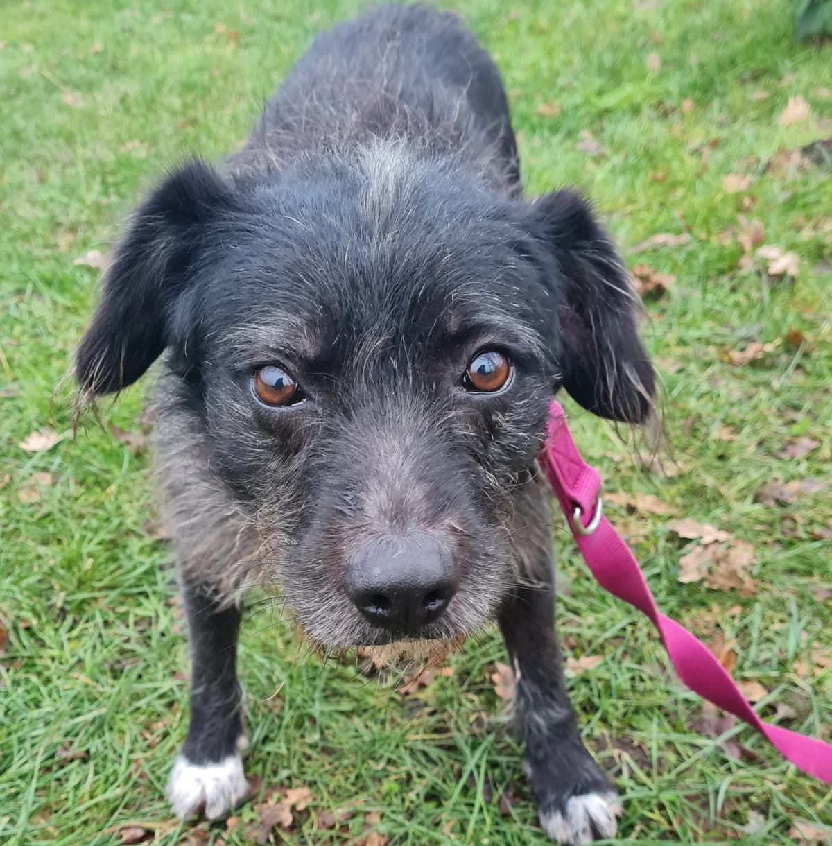 Luzie, female Mixed Breed for adoption at Tierschutzverein Bremerhaven, Bremerhaven