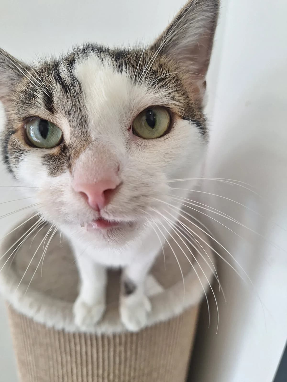 Artur *Befindet sich auf Pflegestelle*, male Mixed Breed for adoption at Tierschutzverein Bremerhaven, Bremerhaven