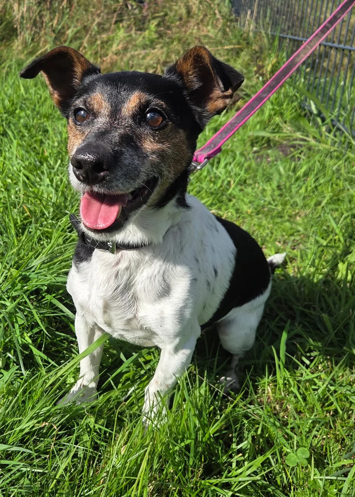 Paul, male Mixed Breed for adoption at Tierschutzverein Bremerhaven, Bremerhaven