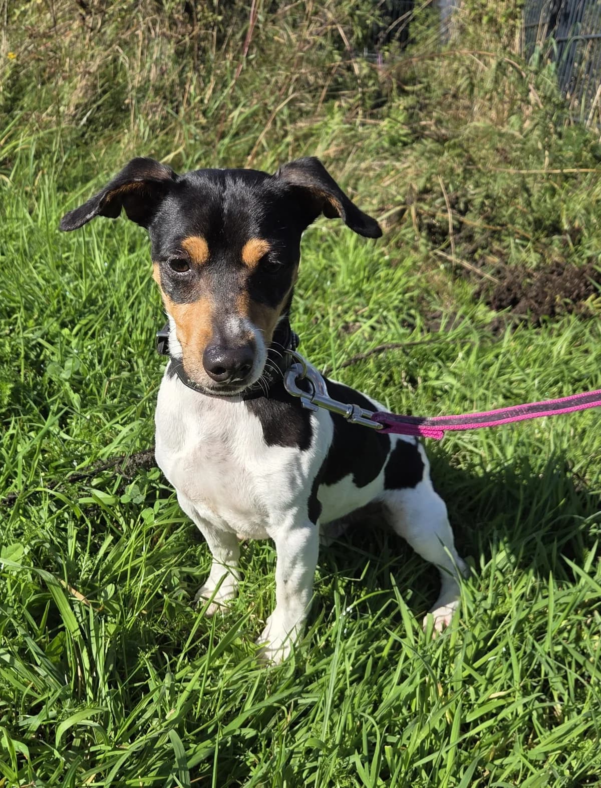 Piri, male Mixed Breed for adoption at Tierschutzverein Bremerhaven, Bremerhaven