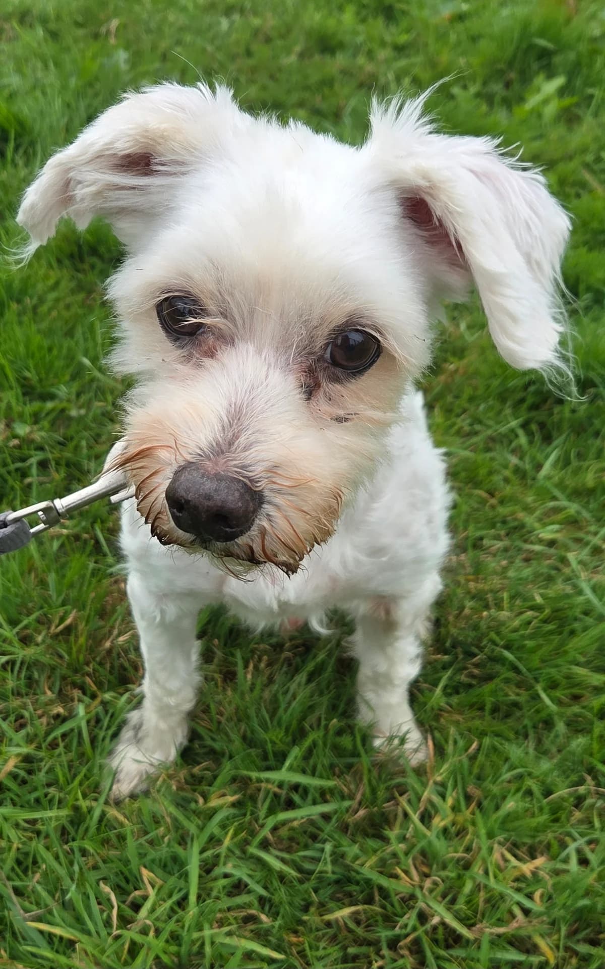 Benny, Mixed Breed (Tierschutzverein Bremerhaven)