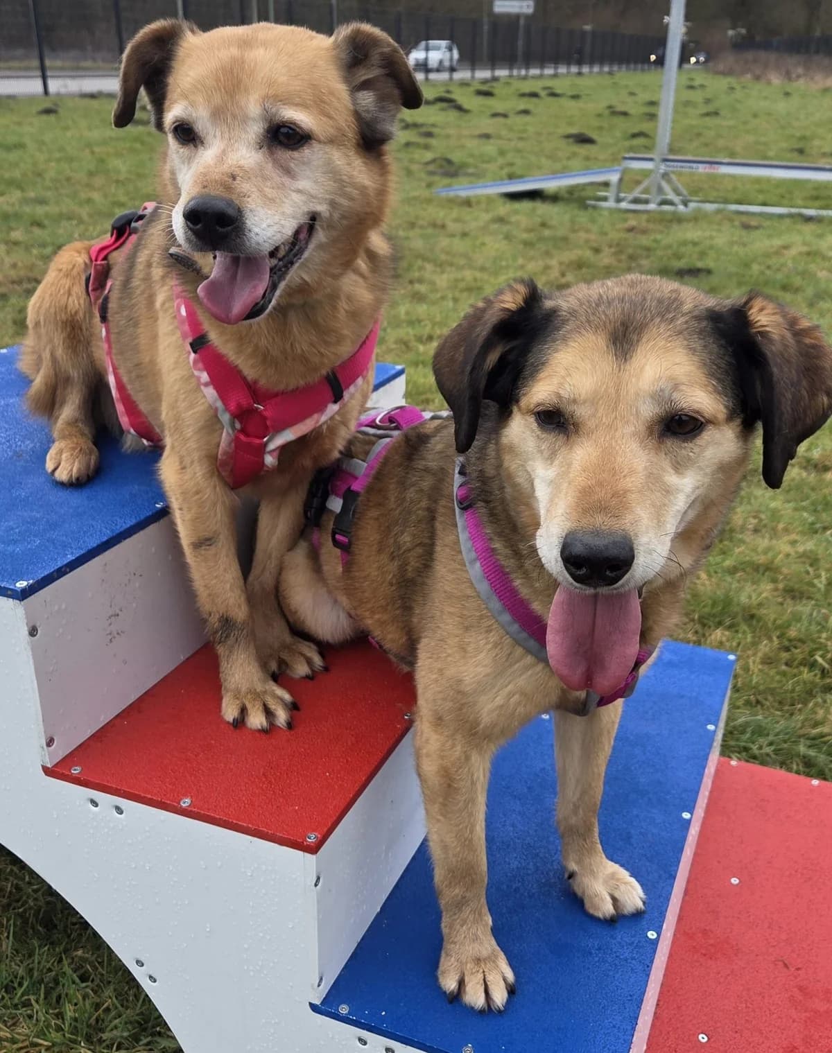 Amelie und Herzilein, female Mixed Breed for adoption at Tierschutzverein Bremerhaven, Bremerhaven
