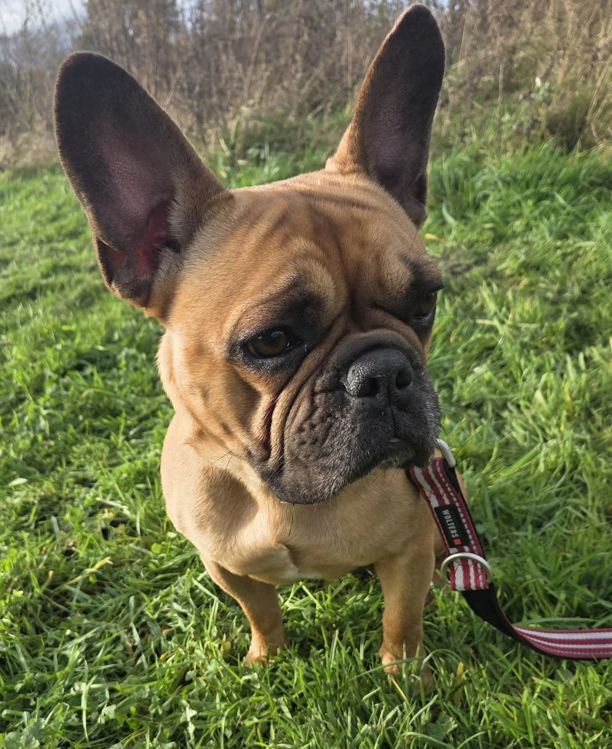 Tjorven, male Mixed Breed for adoption at Tierschutzverein Bremerhaven, Bremerhaven