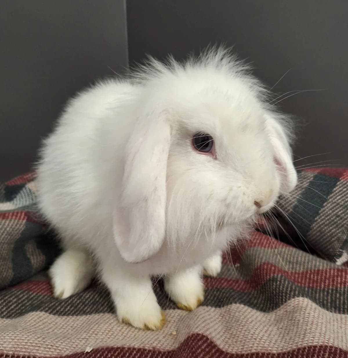 Eileen, female Mixed Breed for adoption at Tierschutzverein Bremerhaven, Bremerhaven